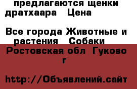 предлагаются щенки дратхаара › Цена ­ 20 000 - Все города Животные и растения » Собаки   . Ростовская обл.,Гуково г.